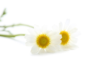 Obraz premium Chamomile flowers isolated on white background