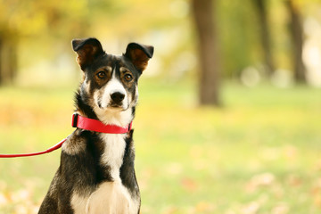 Naklejka na ściany i meble Beautiful dog with collar in autumn park