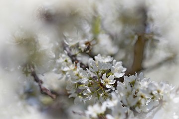 Spring bloom of cherry tree with white flowers in the garden on a sunny day
