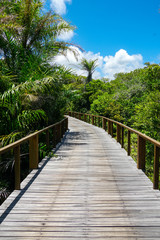 Fototapeta na wymiar Perspective of wood bridge in deep tropical forest. Wooden bridge walkway in rain forest supporting lush ferns and palms trees during hot sunny summer. Praia do
