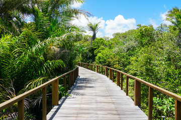 Fototapeta na wymiar Perspective of wood bridge in deep tropical forest. Wooden bridge walkway in rain forest supporting lush ferns and palms trees during hot sunny summer. Praia do