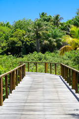 Perspective of wood bridge in deep tropical forest. Wooden bridge walkway in rain forest supporting lush ferns and palms trees during hot sunny summer. Praia do