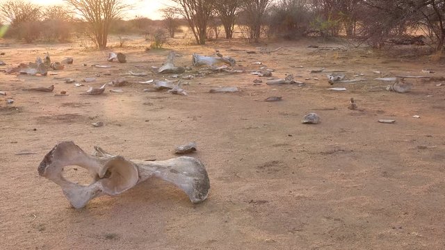 The dead skeleton remains of a poached African elephant sit on the dry plains of Africa.