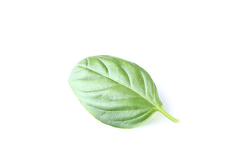 Green basil leaf isolated on white background