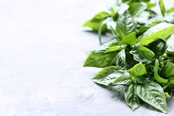 Green basil leafs on grey wooden table