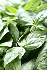 Green basil leafs background