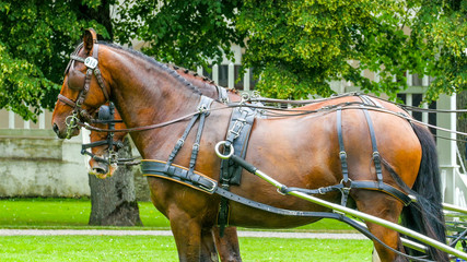 Obraz premium 5897_Two_brown_horses_on_standby_in_the_park.jpg