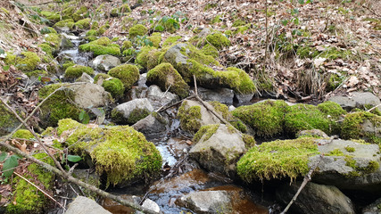 stream in forest