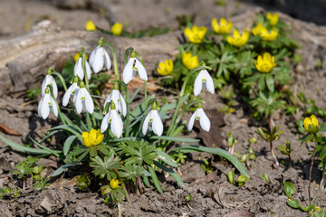 Group of snowdrop spring flowers in full bloom in forest in a sunny spring day