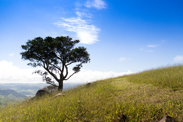 Obraz premium tree up the hill