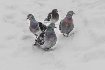 A group of four gray pigeons with rainbow necks and bright eyes is in white snow in the park in winter.