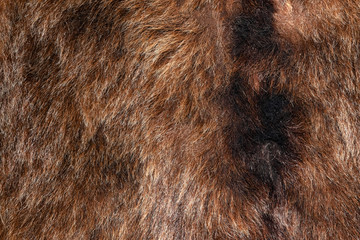 Natural bear fur texture. Real coat