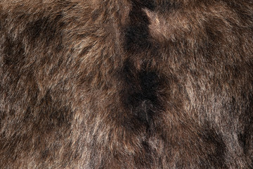 Natural bear fur texture. Real coat