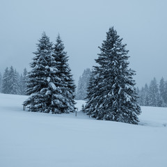 sapin sous neige