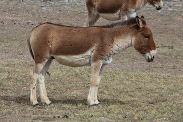 Kiang