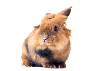 Brown rabbit with carrot isolated on white background