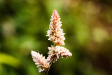 Close up white Cockscomb flowers