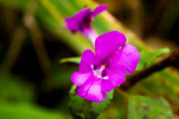 Fototapeta premium Beautiful blooming Dendrobium lituiflorum
