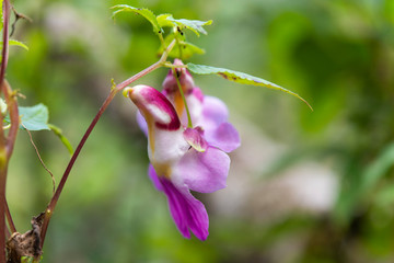 Orchids that are shaped like a parrot