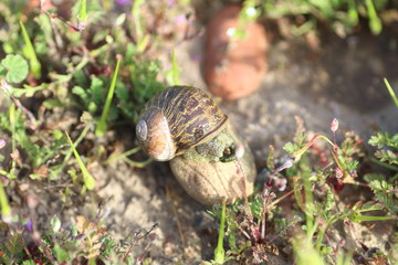 caracol