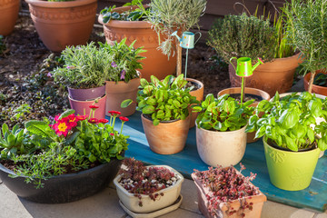 Variation of flower pots with herbs and other plants