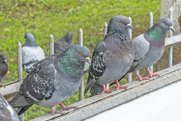 Pigeons sitting on a bench in the park