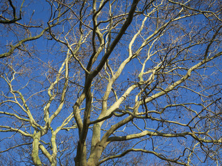 the branches with its seeds of a plane tree against the blue sky