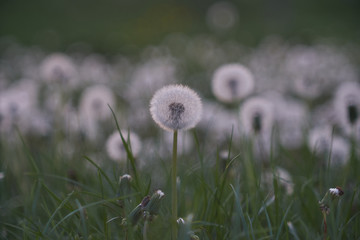 Dandelion silhouette against sunset with seeds blowing in the wind