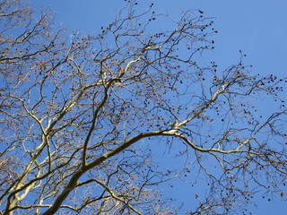 round seeds hanging on the branches of a plane tree against the blue sky