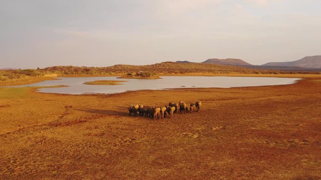 Incredible drone aerial over a huge family herd of African elephants moving through the bush and savannah of Africa Erindi Park, Namibia.