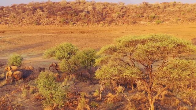 Incredible drone aerial over a huge family herd of African elephants moving through the bush and savannah of Africa Erindi Park, Namibia.