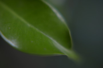 green macro