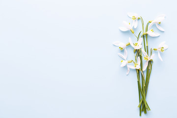 Fresh snowdrops on blue background with place for text. Spring greeting card. Mother day. Flat lay.