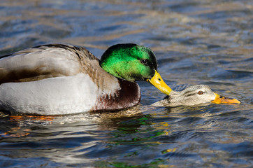 Pair of Mallard Ducks Mating on the Water