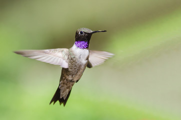 Black-Chinned Hummingbird with Throat Aglow While Hovering in Flight