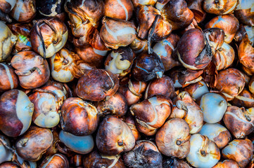 tubérculos de tulipán en mercadillo