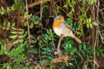 Bird Robin sitting on a branch. Blurred background.