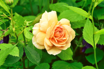 Rose Portraits.