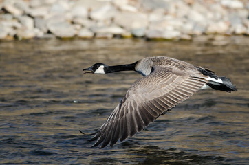 Canada Goose Taking to Flight from the River Water