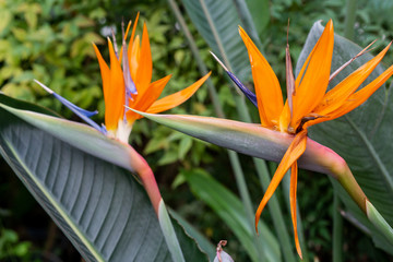 Obraz premium Plants in botanical garden. Flowers in greenhouse. Fresh green. Beautiful landscape. 