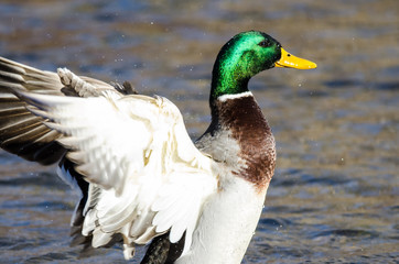 Mallard Duck Stretching Its Wings While Resting on the Water