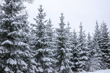 Snowy forest. Fir trees in winter landscape with thick snow.