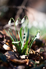  Spring flower snowdrop is the first flower in the end of winter and the beginning of spring.