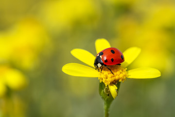 Fototapeta premium ladybug on flower