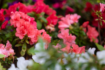 Azalea (Rhododendron) flowers. Spring landscape. Beautiful fresh bouquet of flowers.  Botanical garden. Summer mood. 