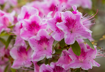 Azalea (Rhododendron) flowers. Spring landscape. Beautiful fresh bouquet of flowers.  Botanical garden. Summer mood. 