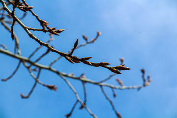 A branch of a tree with buds against the background of other branches and a blue sky in spring.