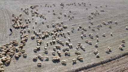Flock of sheep in the field