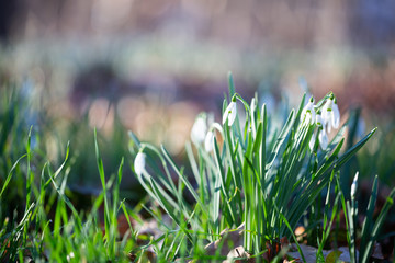  Spring flower snowdrop is the first flower in the end of winter and the beginning of spring.