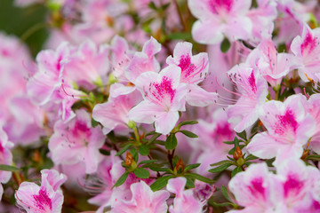 Azalea (Rhododendron) flowers. Spring landscape. Beautiful fresh bouquet of flowers.  Botanical garden. Summer mood. 